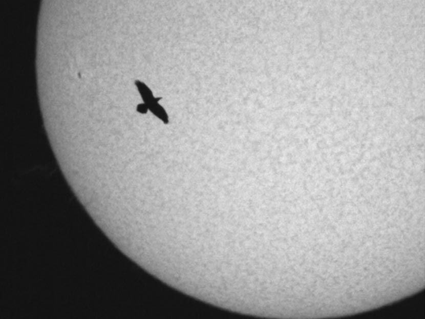 Sun with Raven